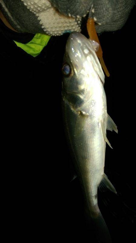 セイゴしかいない